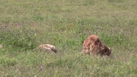 «Frustrated hyena male does the 'fox jump' and bites female»