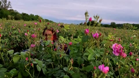 Bulgaria's historic rose industry sees early blooms