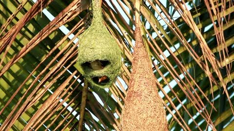 Birds inside a hanging nest - With great music