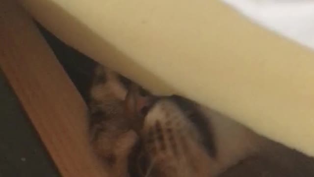 Brown cat hiding under mattress fights finger