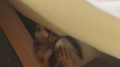 Brown cat hiding under mattress fights finger