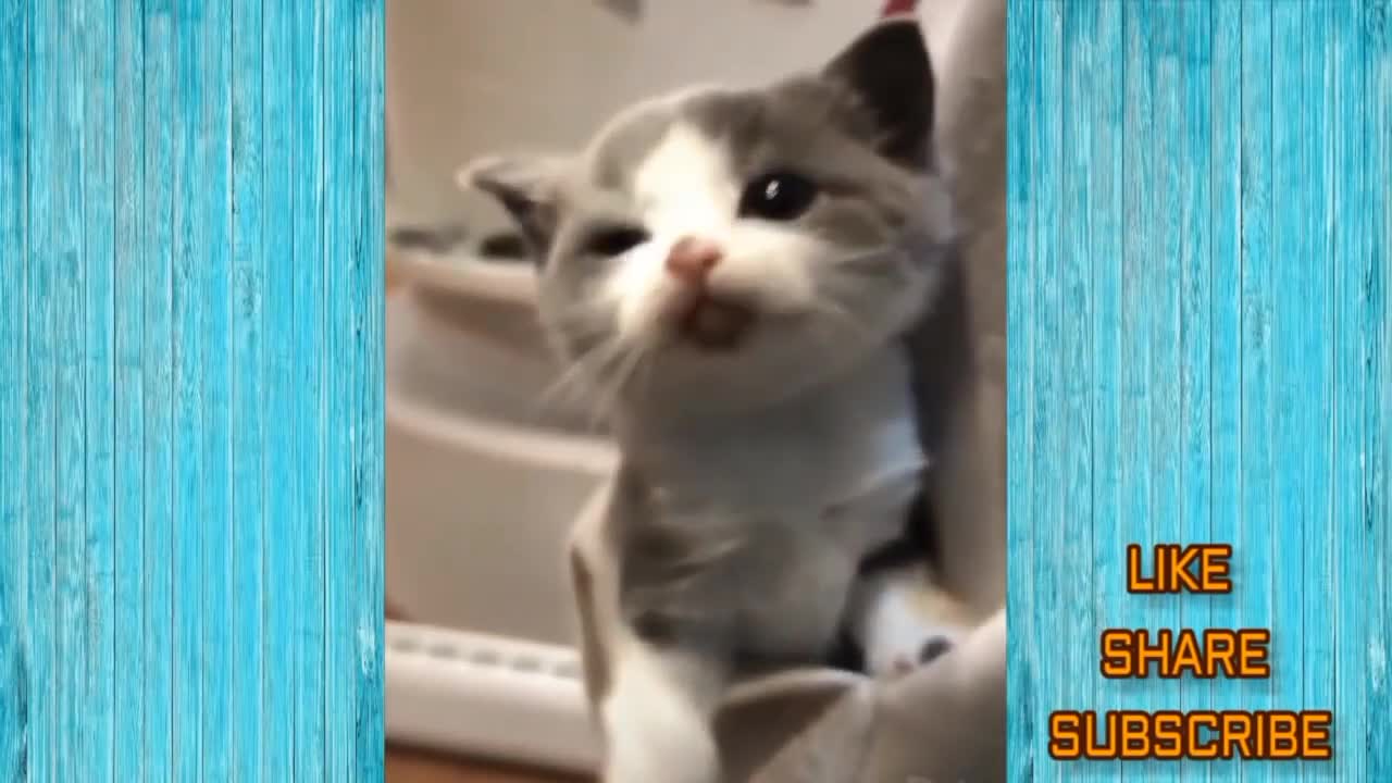 funny cat videos, compilation 2021 -try not to laugh.