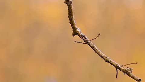 Wildlife and Funs