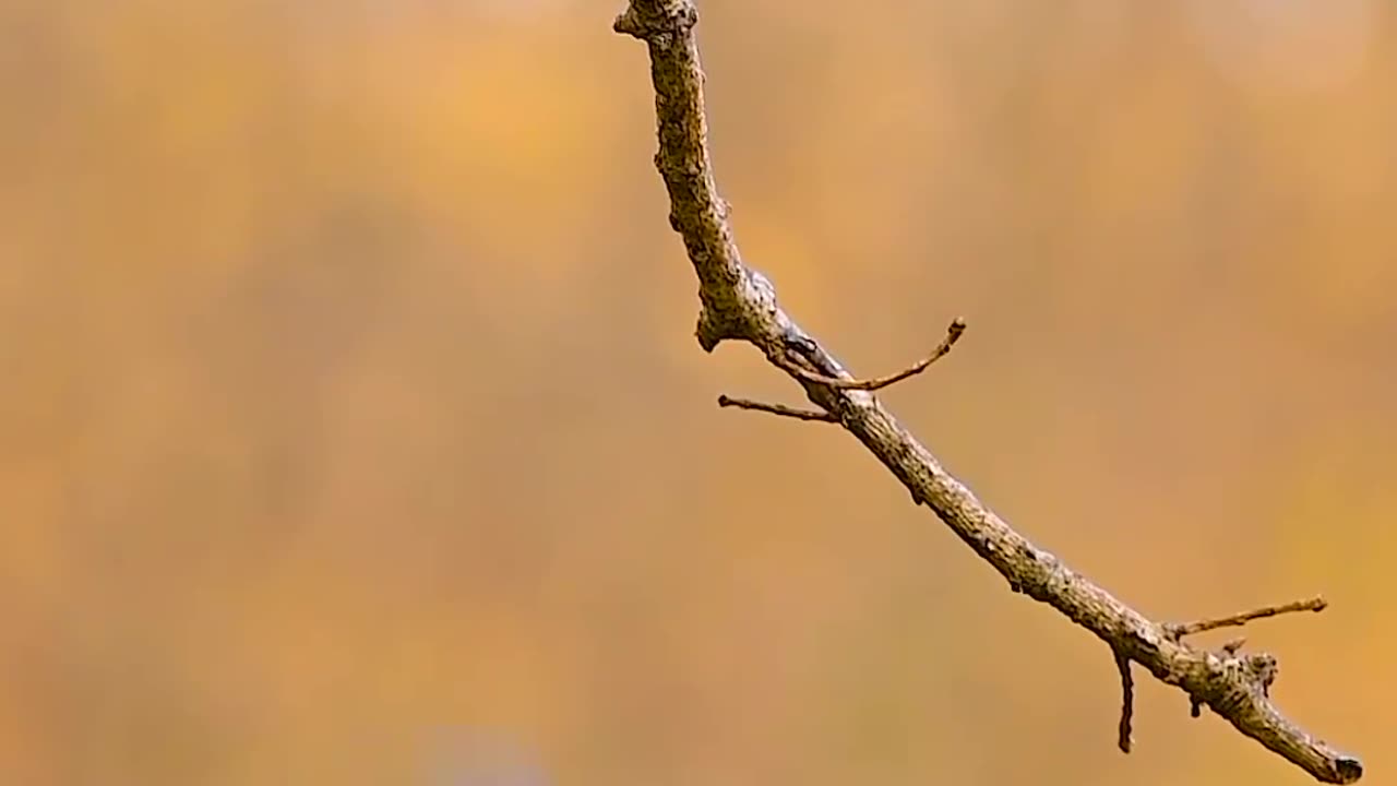 Wildlife and Funs