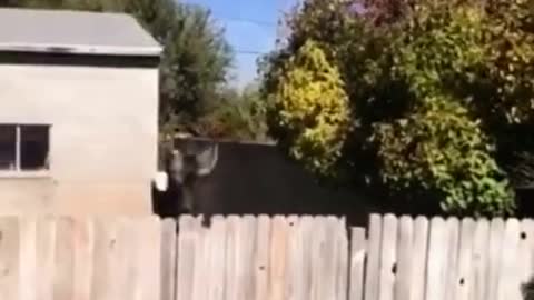 Funny Dog Fail