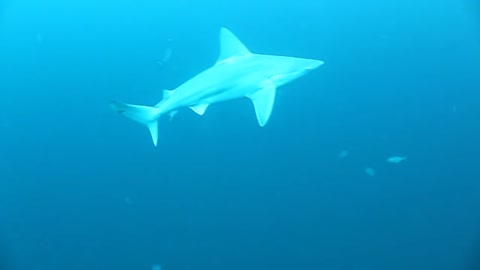 Great White Shark Swimming deep in the ocean