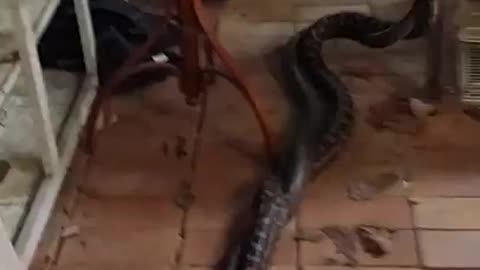 Snake fighting