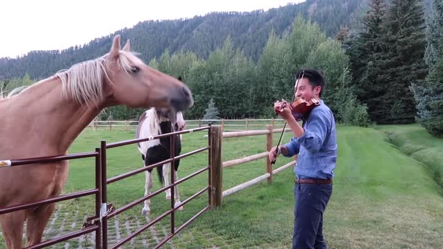 Horses Love the Sound of the Violin
