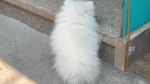 The little cute puppy