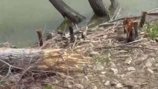 27 Toussaint Wildlife - Oak Harbor Ohio