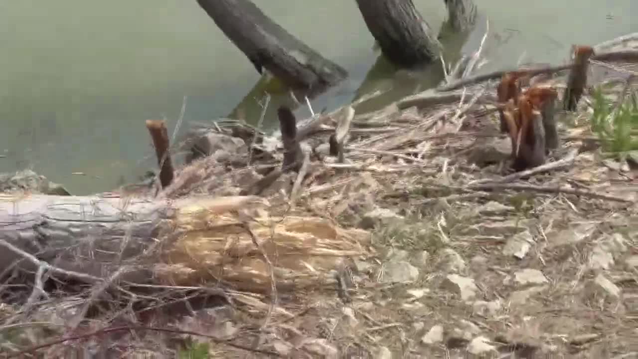 27 Toussaint Wildlife - Oak Harbor Ohio