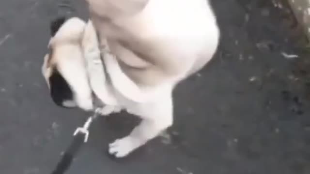 Cat Videos _ Funniest Cats _ Funny Animal Videos _ Best Services 2022