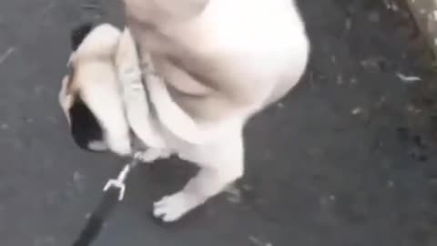 Cat Videos _ Funniest Cats _ Funny Animal Videos _ Best Services 2022