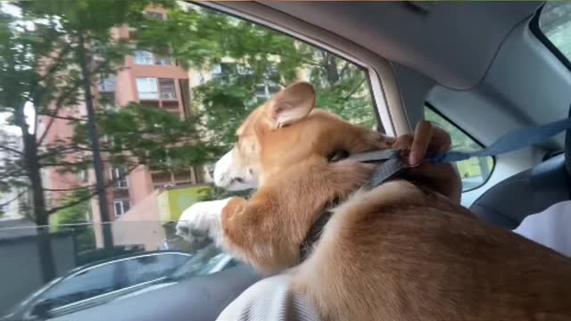 He must have been a beautiful dog