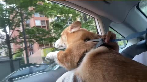 He must have been a beautiful dog