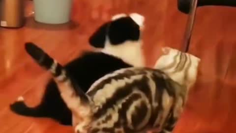 The cat and dog fight