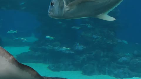 Sea animals eilat israel