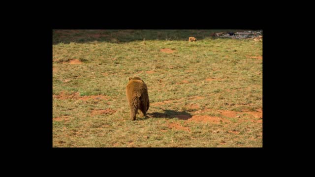 Big Brown Bear