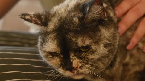Cute cat.lovely cat 🐱