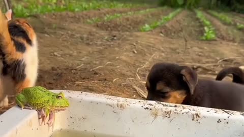 Dog vs Cat🤣🤣 funny video #funny #comedy