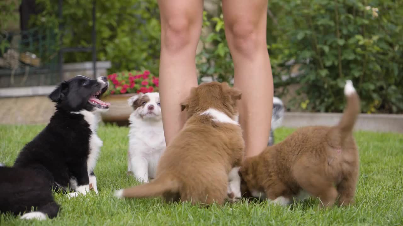 A woman plays with puppies in a garden - closeup on the legs and puppies