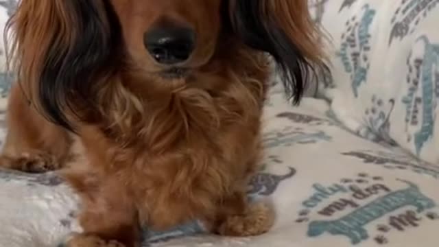 cute dog