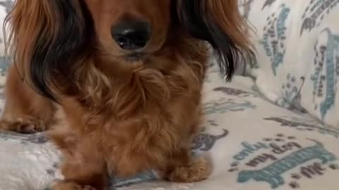 cute dog