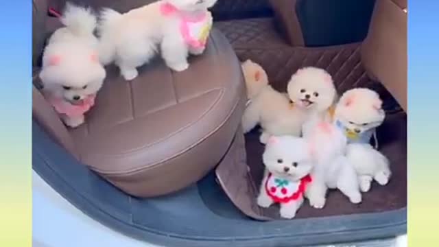 Cute and beautiful baby dog pets everyone longs to have