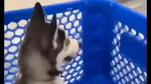So cute 😍😍😍