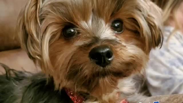 Pandemic Talking Dog - Paisley