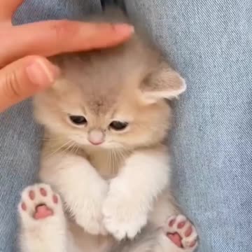Fanny Cat Video And Cute Cat Video