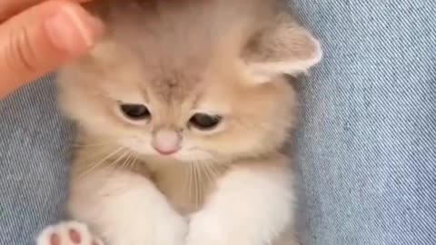 Fanny Cat Video And Cute Cat Video
