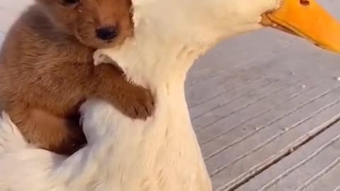 dog and duck funny