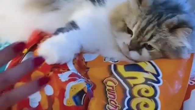 🐱Don’t touch her cheeps!!!!