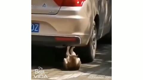 Kitten doing its exercise