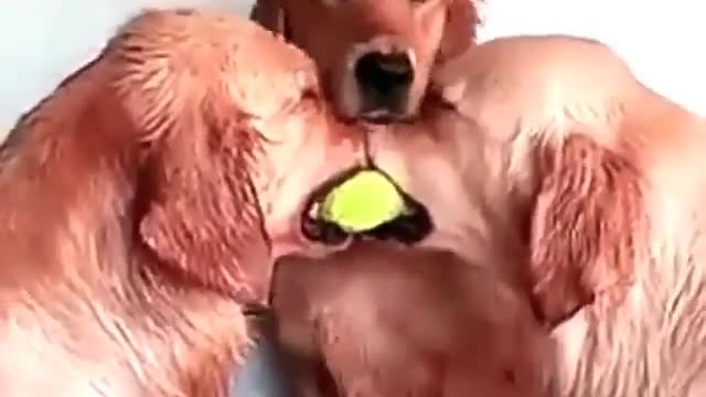 ''Great spot'' Cute Golden retrieves video