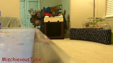 Cute Dogs and Funny Cats Videos