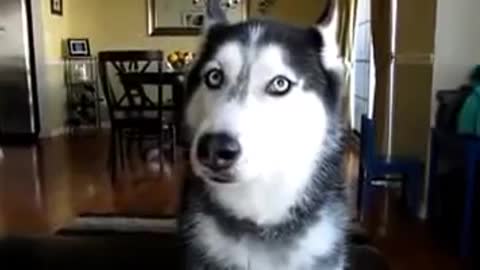 World most brilliant and highly intelligent dogs