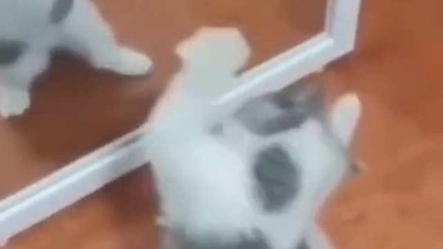 You will want a pet after watching this cutie dance to the mirror