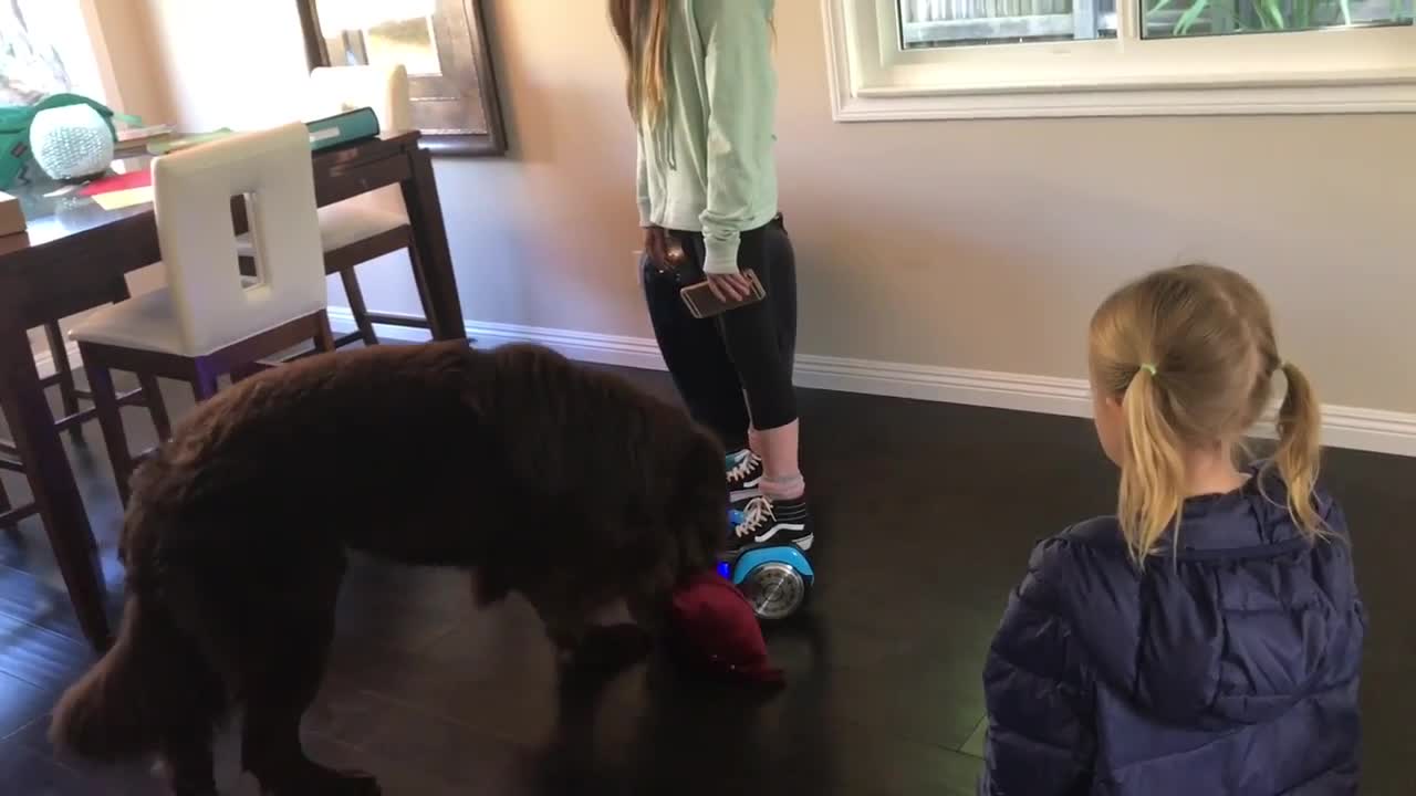 Dog protects girl on hoverboard with pillow