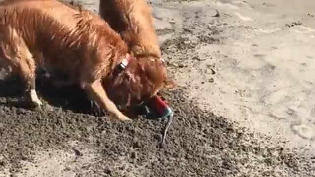 ¡Nunca estarás tan feliz como estos perros en la playa!