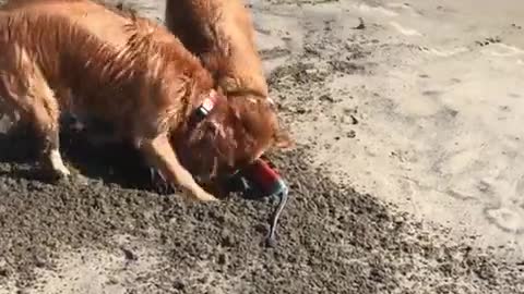 ¡Nunca estarás tan feliz como estos perros en la playa!