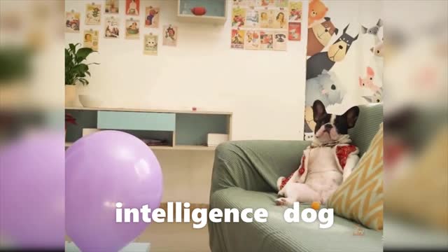 smartdog