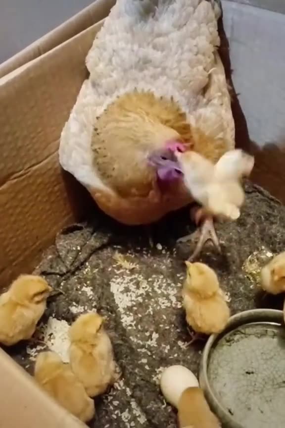 funny hen ,chick hang, laugh, viral,