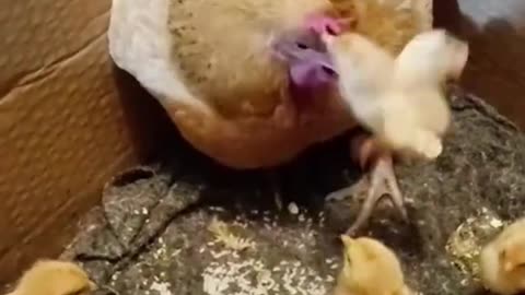 funny hen ,chick hang, laugh, viral,