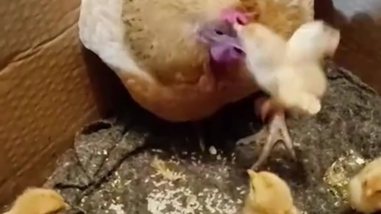 funny hen ,chick hang, laugh, viral,