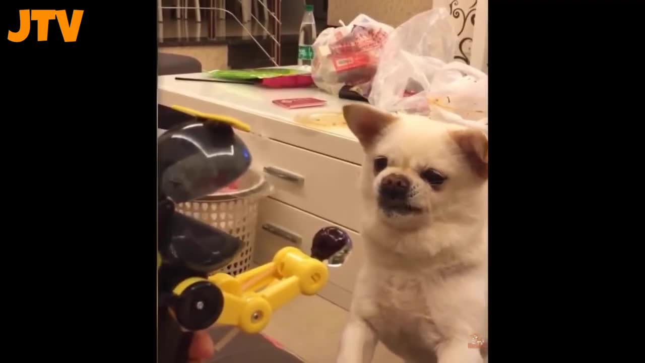 Funny reactions of dog and cat