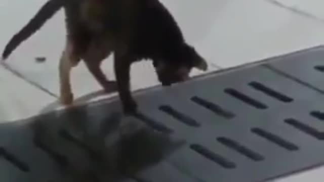 A cat catches a mouse