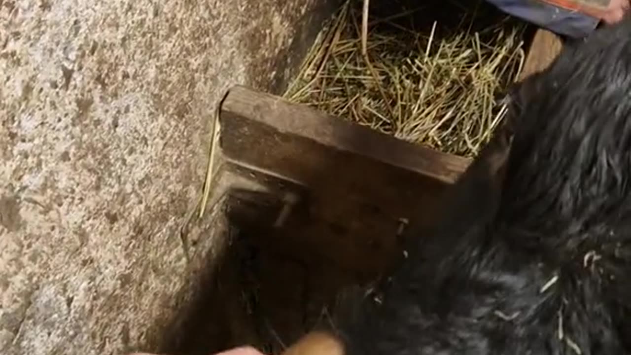 Cows Cuddle With Their Favorite Person