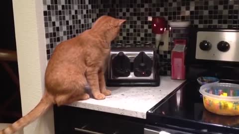The best pet videos